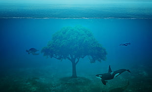 green tree under the sea with orca and two turtles HD wallpaper