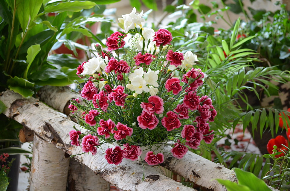 red petaled flowers on bench HD wallpaper