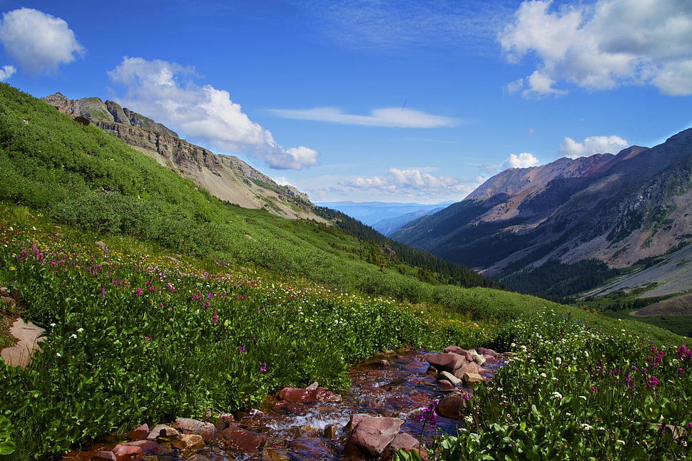green leaf grass in mountain under blue sky HD wallpaper