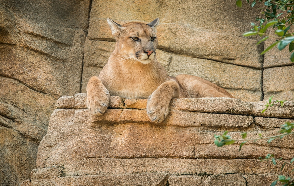 brown lioness laying down on brow rock HD wallpaper