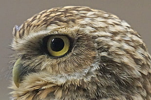 closeup photo of eagle eye