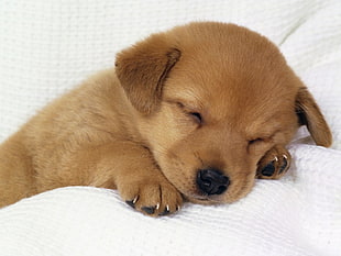 brown puppy sleeping
