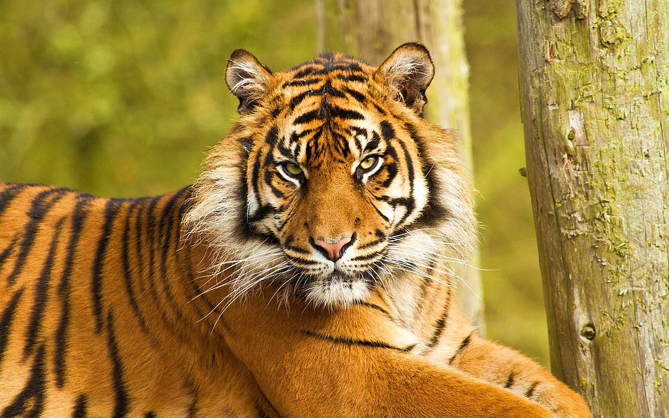 tiger photo HD wallpaper