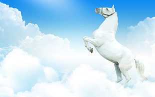 white horse on clouds illustration