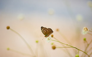 fritillary butterfly on white petaled flower during daytime