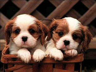 two long-coated white-and-brown puppies