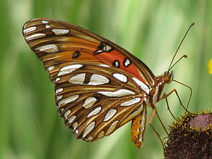brown and orange butterfly in close up photo
