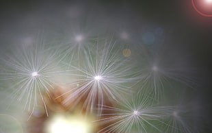 selective focus photography of white dandelion HD wallpaper