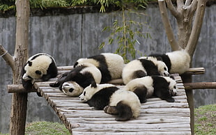 group of white-and-black panda cubs, panda, animals, baby animals