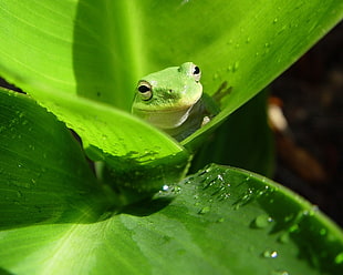 green venomous frog on green leaf plant