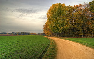 green leafed tree, landscape, trees, field, road