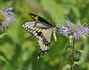Easter Swallowtail Butterfly