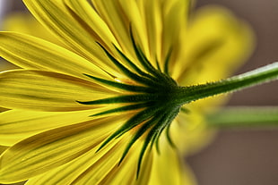 yellow Daisy selective focus photography HD wallpaper