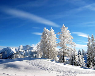 white snow on mountain and white trees during daytime
