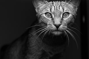 grayscale photo of silver tabby cat