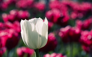 closeup photo of white tulip
