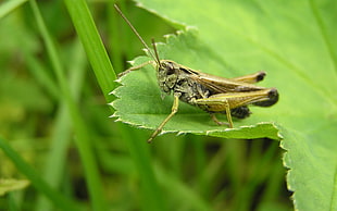 Grasshopper,  Grass,  Leaves,  Insects HD wallpaper