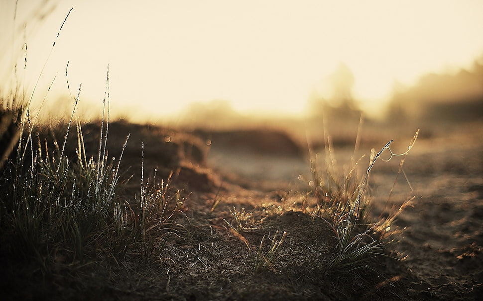 shallow focus of green grass HD wallpaper