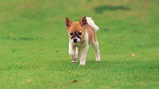white and brown Akita puppy puppy walking on grass field during daytime
