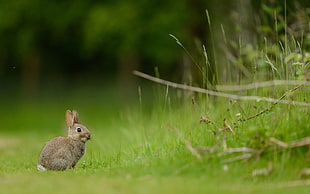 shallow focus photography of gray Rabbit on green grass during day time HD wallpaper