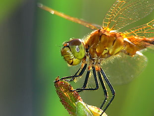 brown dragonfly macro photography HD wallpaper