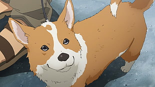 brown and white Akita dog, dog, Corgi, artwork, animals HD wallpaper