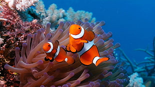 two red-and-white fishes near corals HD wallpaper