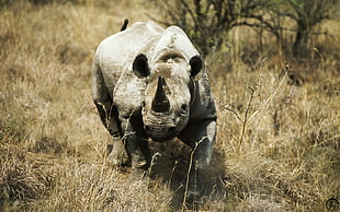 adult rhino, rhino, animals