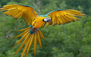 yellow macaw spread it's wings