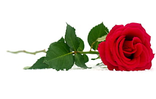 photography of red rose HD wallpaper