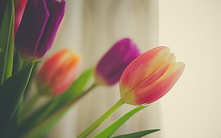 two purple and orange tulip flowers, flowers