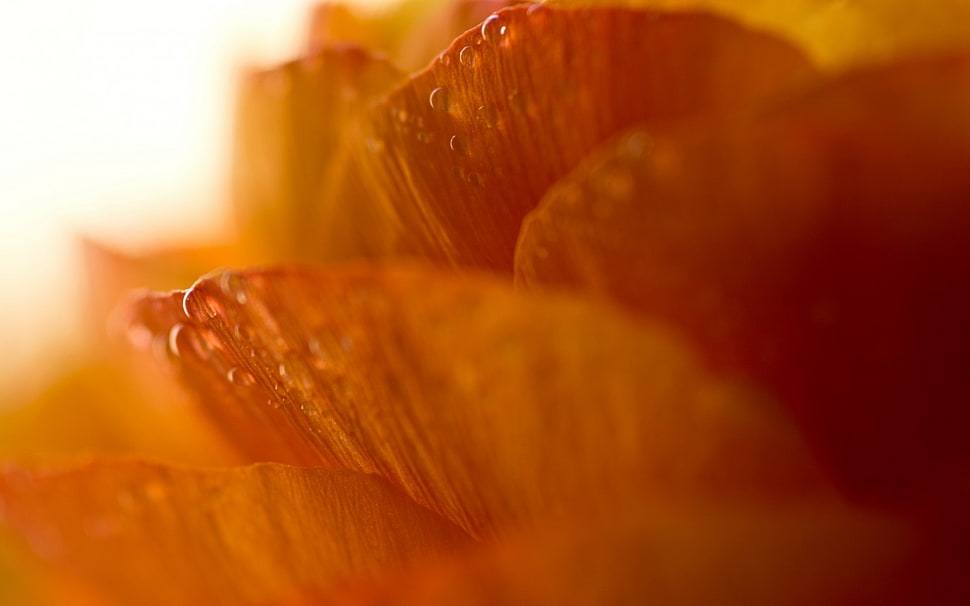 Flower,  Drops,  Macro HD wallpaper
