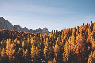 brown leaf trees, Trees, Autumn, Mountains
