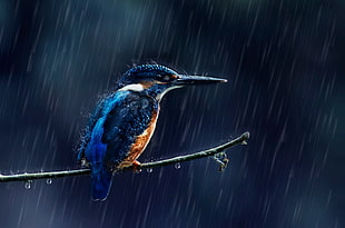 blue and brown bird, animals, birds, rain, kingfisher