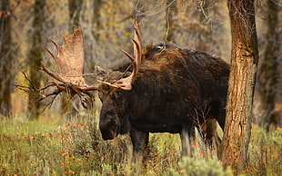brown and black deer taxidermy, moose, animals HD wallpaper