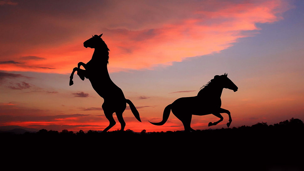 silhouette photography of two horses HD wallpaper