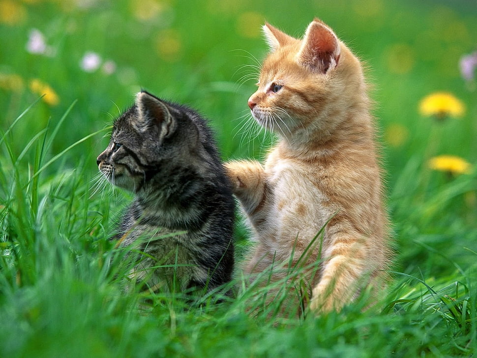 orange and brown Tabby kittens on green grass HD wallpaper