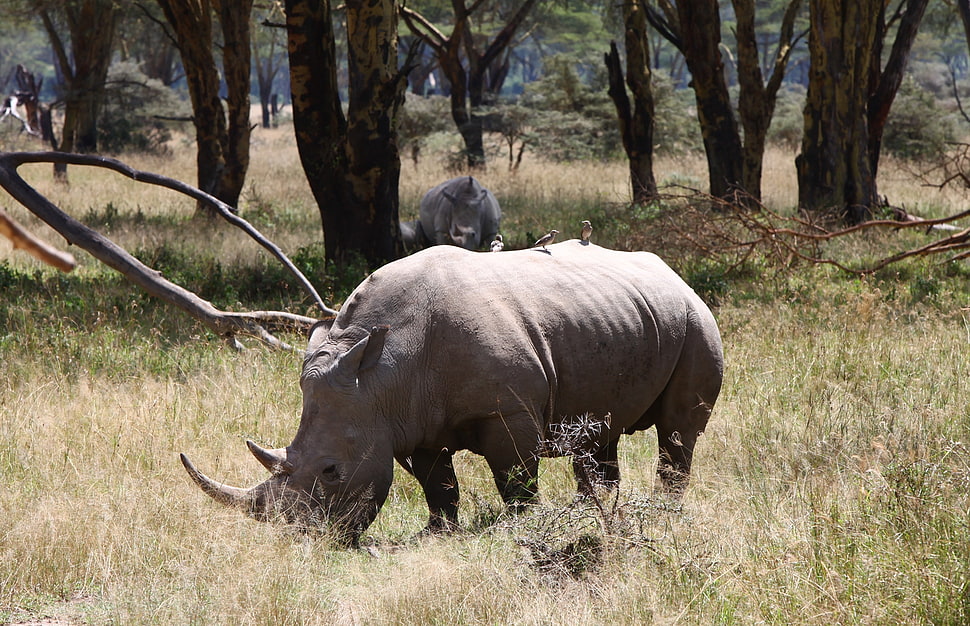 Rhino on green field during day time HD wallpaper
