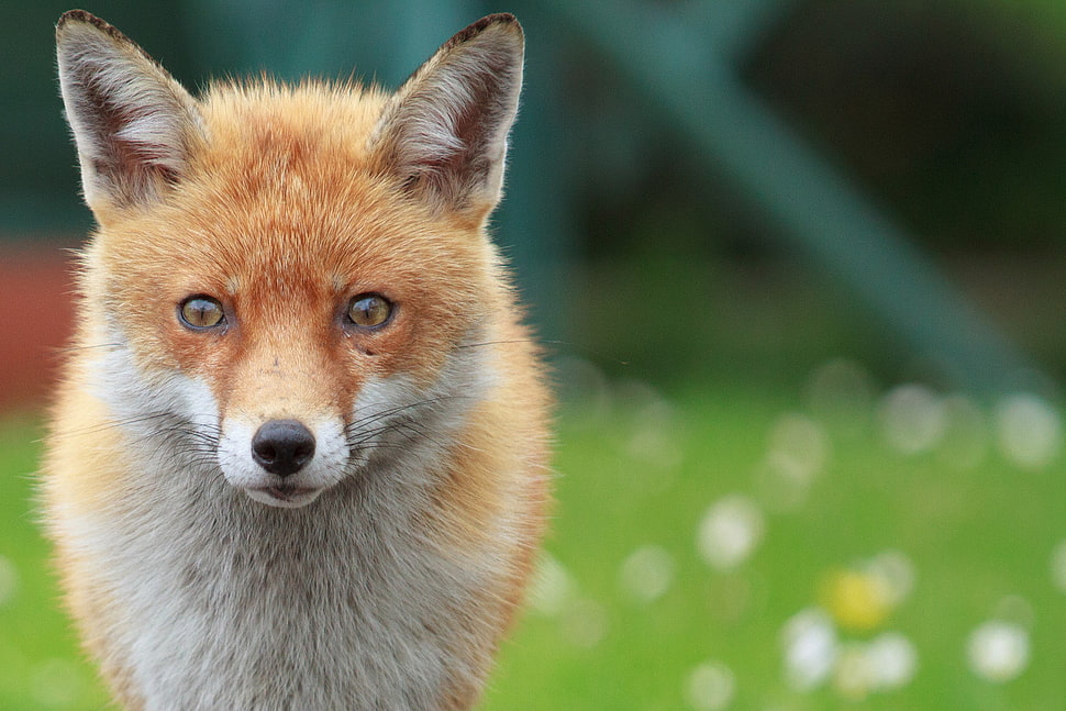 tan and white Fox HD wallpaper