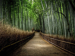 empty road between bamboo trees, bamboo, path, dirt road, forest HD wallpaper