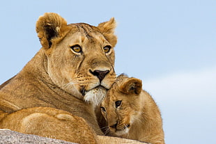 Lioness and cub HD wallpaper