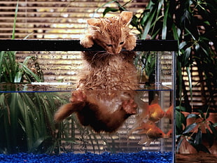 brown cat on glass fish tank