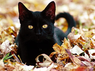 short-coated black cat sits on dried leaves