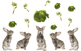 five grey baby rabbits HD wallpaper