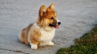 brown and white corgi puppy