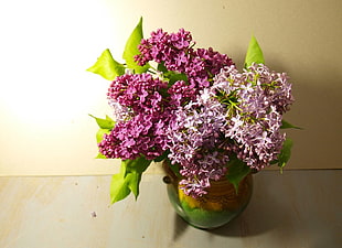 purple Lilac flower in brown and green vase