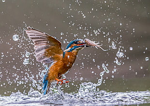 brown and blue Kingfisher catch shrimp above body of water