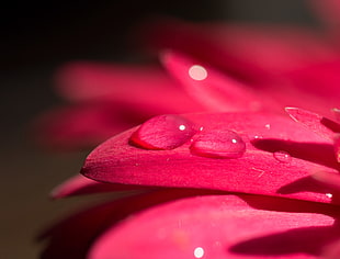 closed up photo  of pink petaled flower HD wallpaper