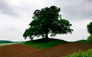 landscape photo of tree surrounded by grass between brown soil roads