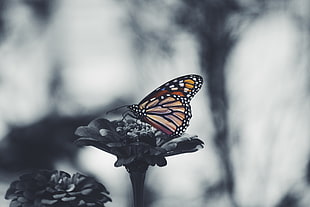monarch butterfly, Butterfly, Flower, Patterns